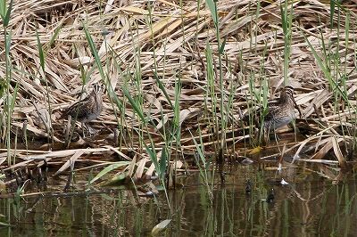 タシギ_230928_東京港野鳥公園_恩田幸昌_MG_7705_trim