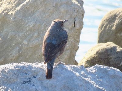 イソヒヨドリー前浜干潟ー190124