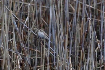 オオジュリン_240221_東京港野鳥公園_恩田幸昌_IMG_0324_trim
