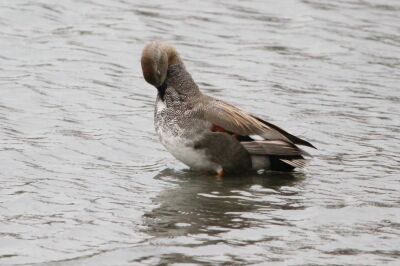 オカヨシガモ_240221_東京港野鳥公園_恩田幸昌_IMG_0322_trim