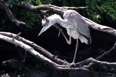 アオサギ_230527_東京港野鳥公園_恩田幸昌_MG_1136_trim