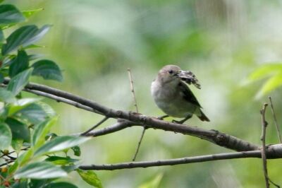 コムクドリ_210728_東京港野鳥公園_恩田幸昌_MG_8004_trim