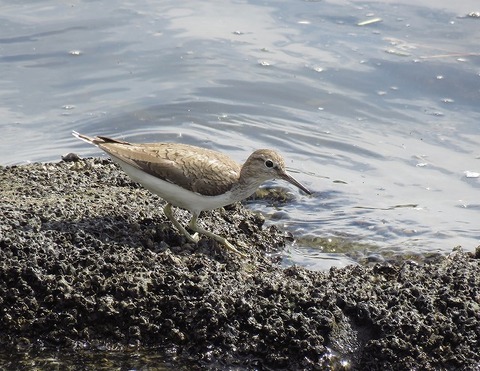 イソシギー180821-前浜干潟