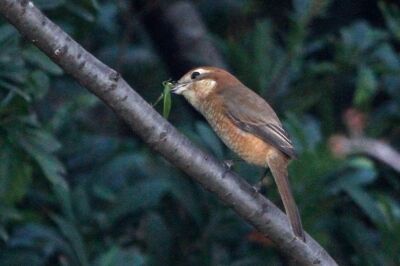 モズ_221122_東京港野鳥公園_恩田幸昌_MG_5871_trim