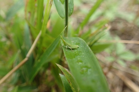 180530 バッタ1