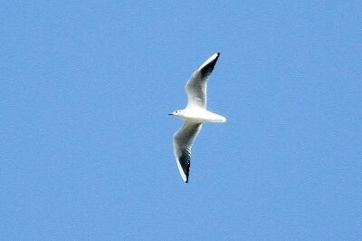 ユリカモメ_231021_東京港野鳥公園_恩田幸昌_MG_8937_trim