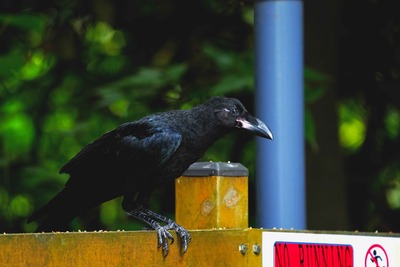 ハシブトガラス_240630_東京港野鳥公園_潮入りの池_公財日本野鳥の会_レンジャー青木撮影