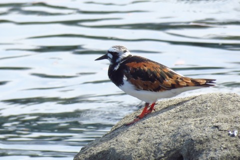 キョウジョシギ_180425_東京港野鳥公園_古沢撮影_IMG_0563_trim