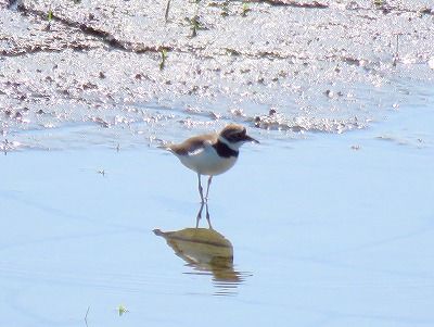 コチドリー190530-東淡水池