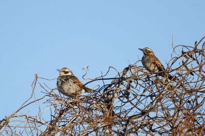 ツグミ_210121_東京港野鳥公園_恩田幸昌_MG_0438_trim