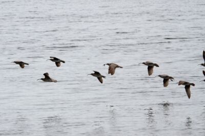 チュウシャクシギ_210727_東京港野鳥公園_恩田幸昌_MG_7981_trim