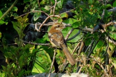 モズ_190626_東淡水池
