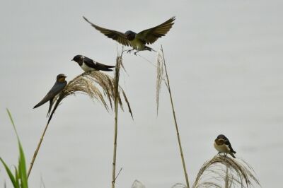 ツバメ_20200723_東京港野鳥公園_レンジャー撮影