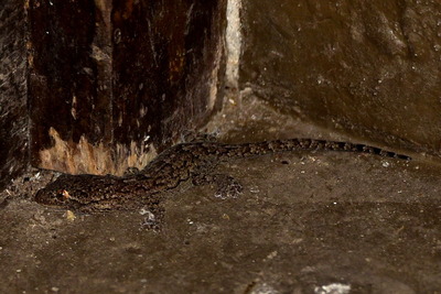 ヤモリ_20200829_東京港野鳥公園_レンジャー撮影