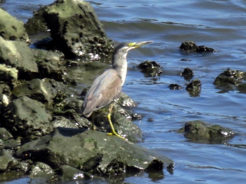 ササゴイ_180720_東京港野鳥公園_古沢撮影_IMG_1194