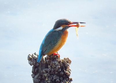 カワセミー181221－潮入りの池