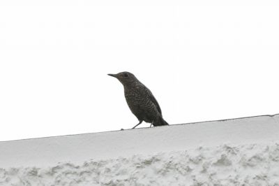 イソヒヨドリ_191027_潮入りの池2