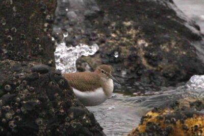 イソシギ_240120_東京港野鳥公園_恩田幸昌_IMG_9817_trim