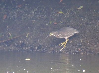 ササゴイー190721－潮入りの池