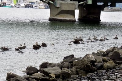 190426_チュウシャクシギ、キョウジョシギ_前浜_古沢撮影