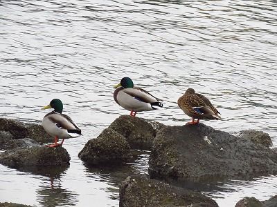 181122_マガモ_前浜_古沢撮影