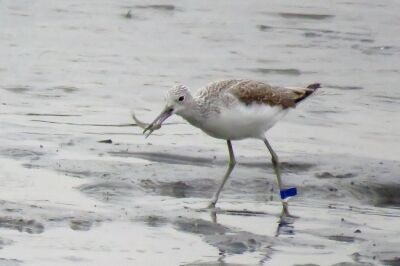 アオアシシギ_20191122_東京港野鳥公園_古沢撮影_IMG_6319_trim