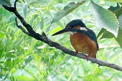カワセミ_230929_東京港野鳥公園_恩田幸昌_IMG_0336_trim
