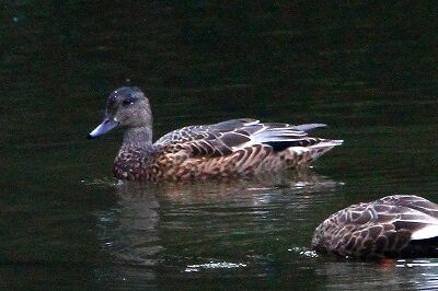 ヨシガモ_231028_東京港野鳥公園_恩田幸昌_MG_9539_trim