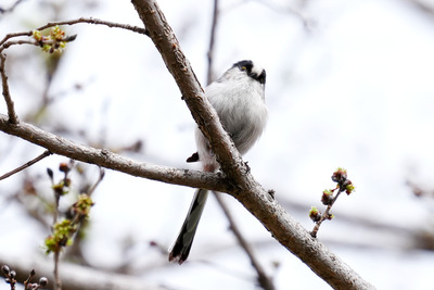 エナガ_250330_東京港野鳥公園_芝生広場_公財日本野鳥の会_レンジャー青木撮影