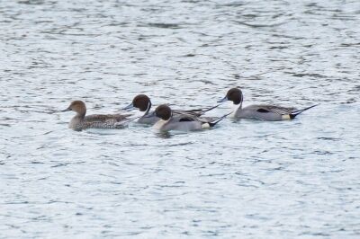 オナガガモ_潮入りの池_191227