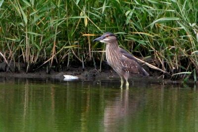 ゴイサギ_230531_東京港野鳥公園_恩田幸昌_MG_1417_trim