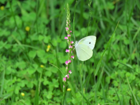 monnsirotyoutonezbana