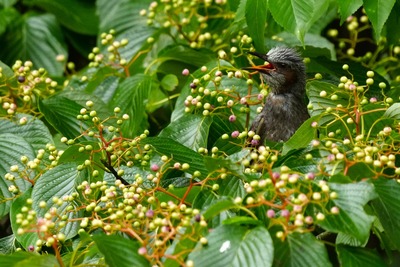 ヒヨドリ_240730_東京港野鳥公園_自然生態園_公財日本野鳥の会_レンジャー青木撮影