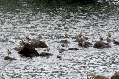 190426_チュウシャクシギ_前浜_古沢撮影