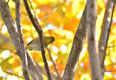 メジロー181123－自然生態園 (1)