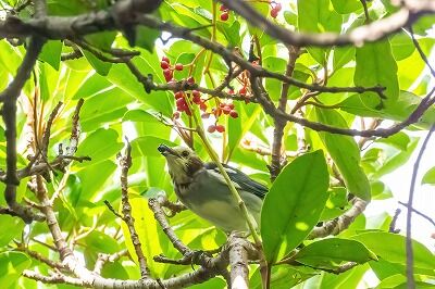 DSC_5033-DeNoiseAI-standard