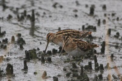 タシギ_240326_東京港野鳥公園_恩田幸昌_IMG_1224_trim