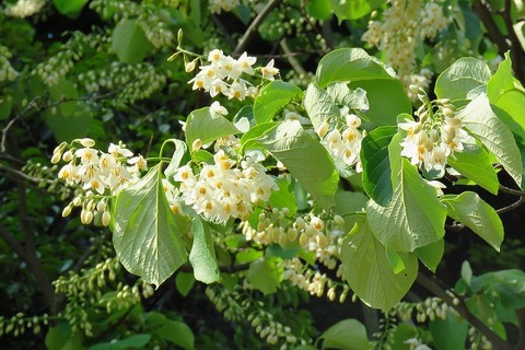 ハクウンボクー180422－NC前