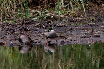 ヨシガモ_201027_東京港野鳥公園_恩田幸昌_MG_5855_trim