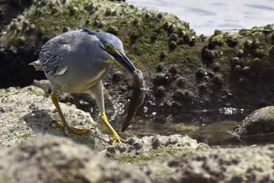 ササゴイ_240521_東京港野鳥公園前浜干潟観察デッキ_公財日本野鳥の会_レンジャー青木撮影
