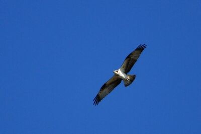 ミサゴ_211126_東京港野鳥公園_恩田幸昌_MG_0246_trim