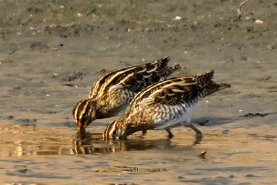 タシギ_250220_東京港野鳥公園_東淡水池_公財日本野鳥の会_レンジャー青木撮影