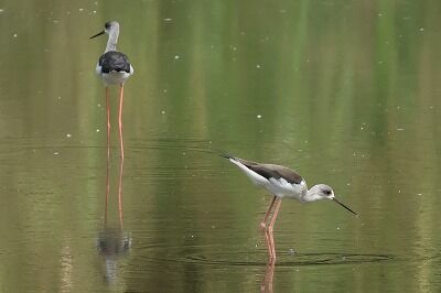 背高鷸0P4A4712鳥