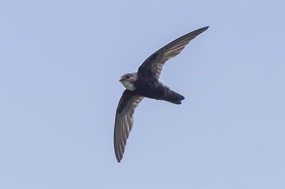 DSC_9733-DeNoiseAI-standard