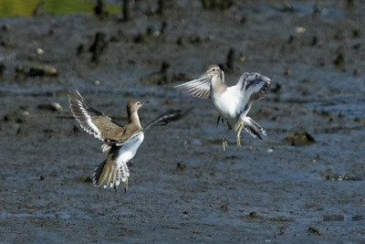 イソシギ_241027_東京港野鳥公園_潮入りの池_公財日本野鳥の会_レンジャー青木撮影
