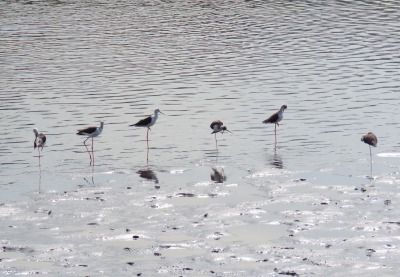 セイタカシギー190829－東淡水池２