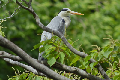 アオサギ_240526_東京港野鳥公園_3号観察小屋_公財日本野鳥の会_レンジャー青木撮影