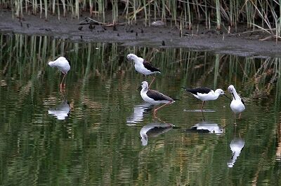 セイタカシギ_230822_東京港野鳥公園_恩田幸昌_MG_5941_trim