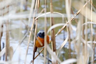 ジョウビタキ_220125_東京港野鳥公園_恩田幸昌_MG_0474_trim