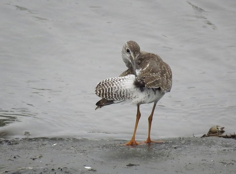 アカアシシギー180921－潮入りの池 (2)